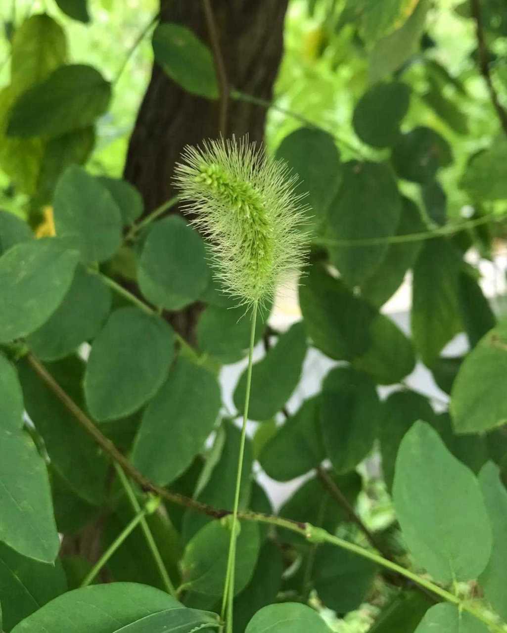小时候看见过心灵手巧之人 用这种草扎绑成小狗小兔子的样子