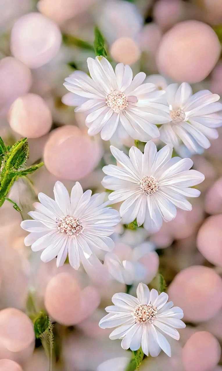 小雏菊的花语(小雏菊的花语和象征)