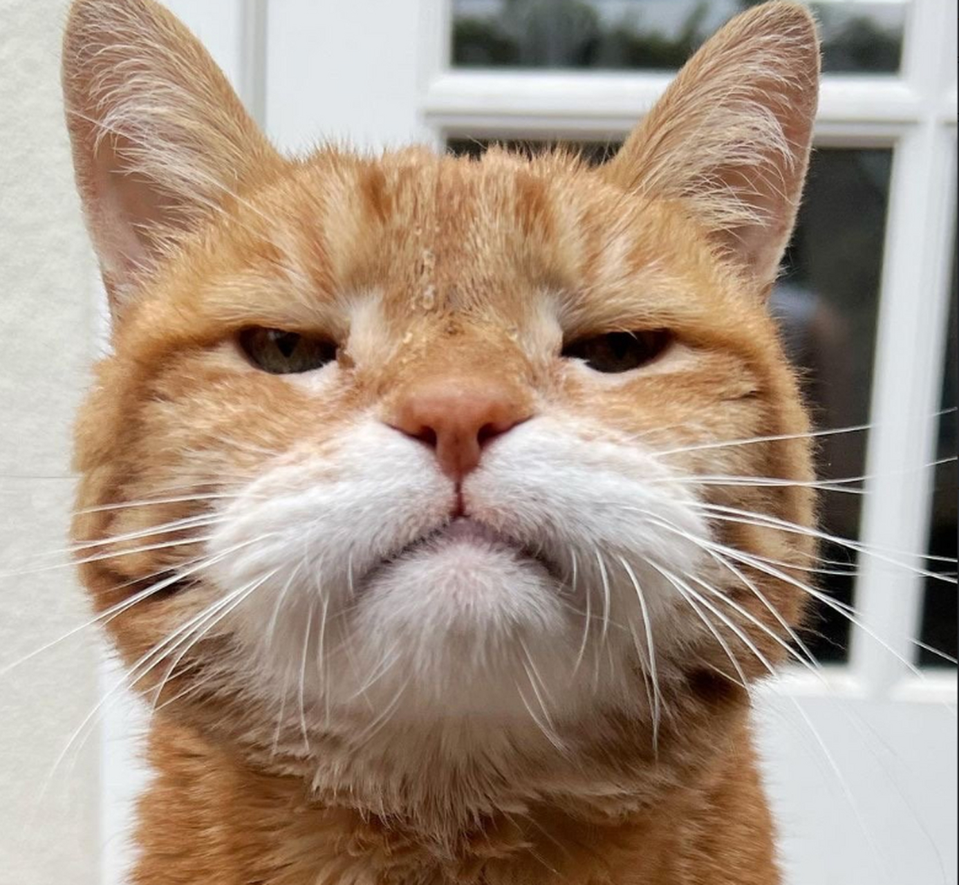 盘点一些丑萌的猫咪头像