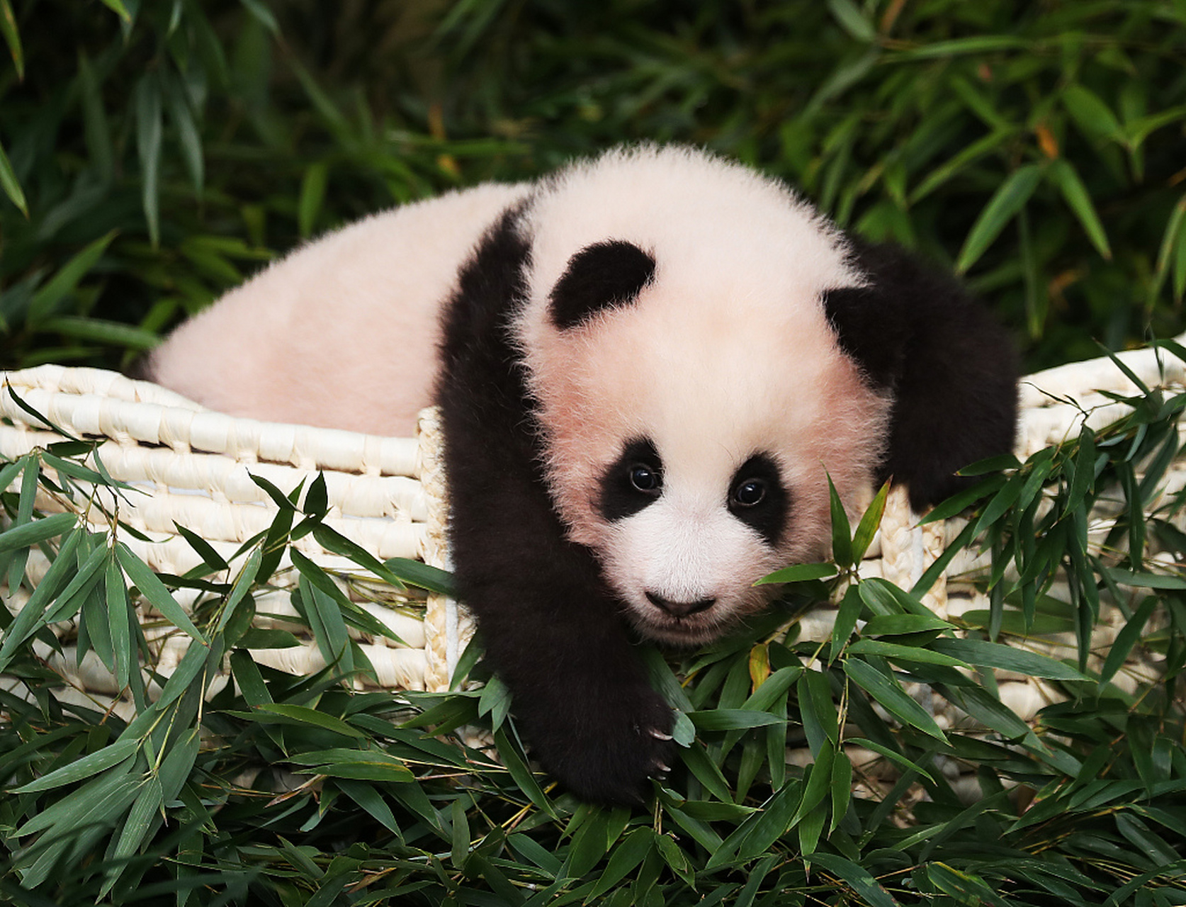 旅居韩国爱宝乐园的大熊猫夫妇爱宝和乐宝即将在7月迎来二胎宝宝