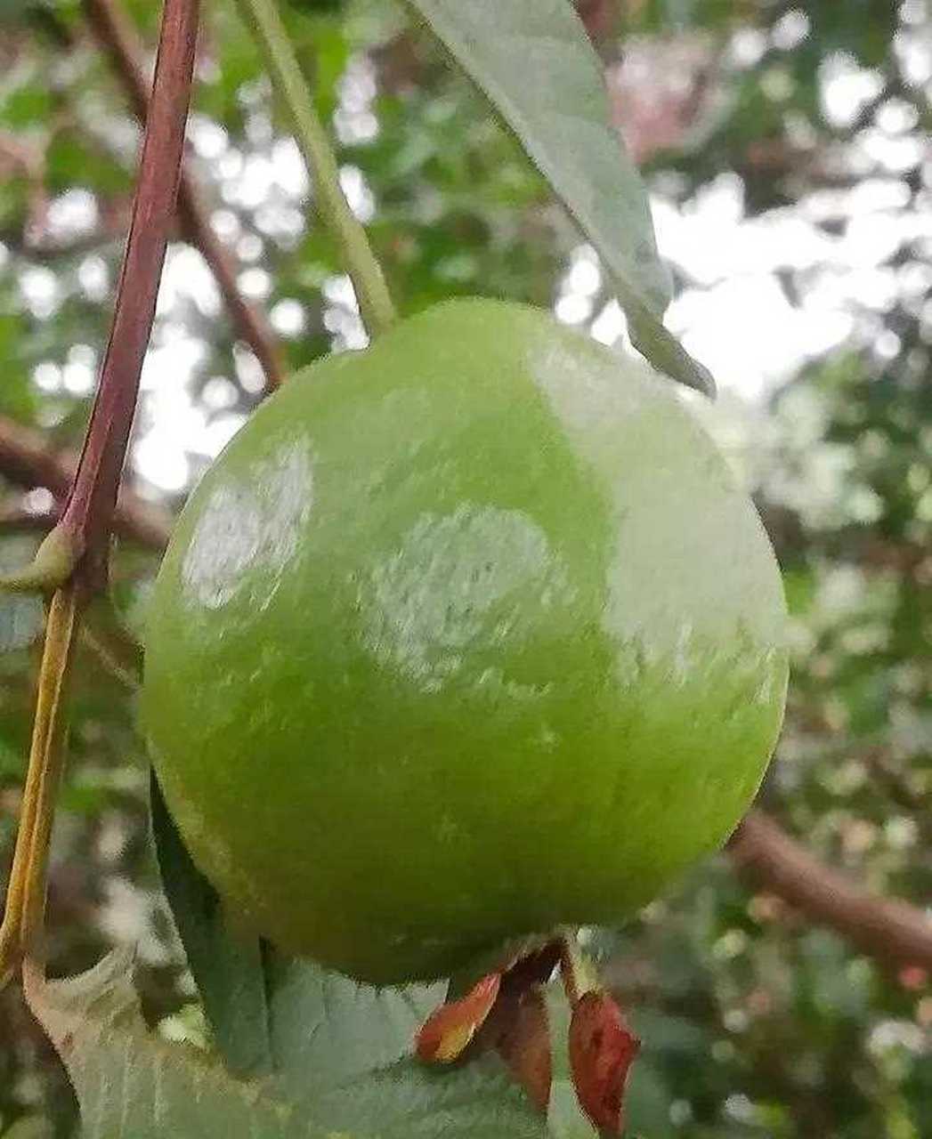 番石榴又叫芭乐,花稔,鸡屎果,拔子,喇叭番石榴.