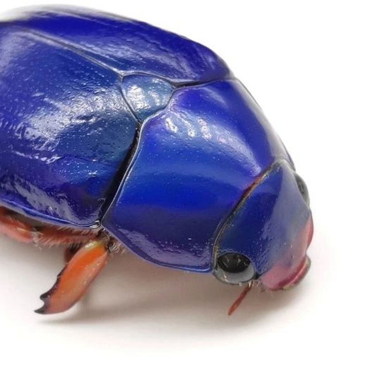 昆虫界的蓝宝石 来自澳大利亚的丽金龟 非常漂亮的蓝色,嘴唇粉嘟嘟,配