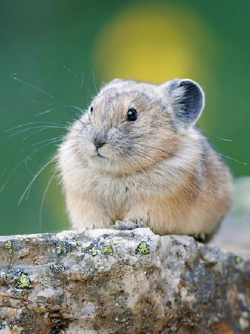 是皮卡丘原型哦!