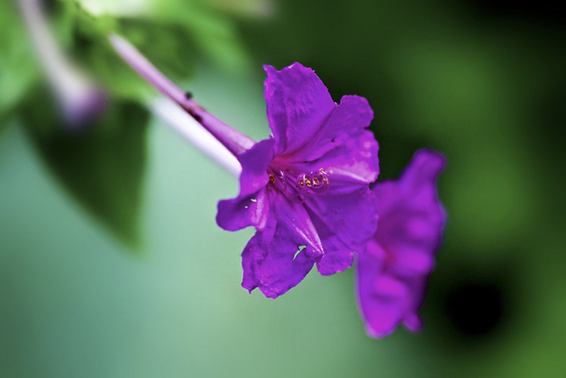 黄色,白色,杂色,夏秋季开花,一株上密布着许多不同颜色的紫茉莉花朵