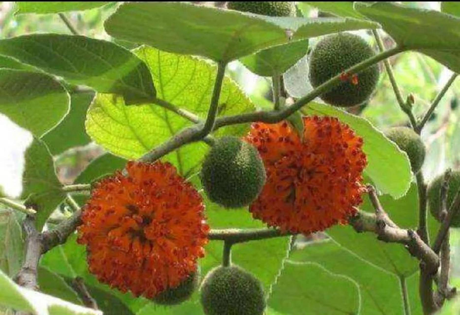 槠实子,这东西小时候经常爬树上够着吃,没想到它的药用非常大!