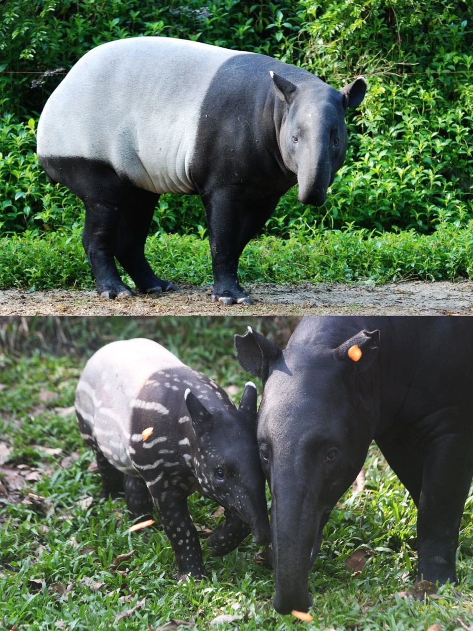 传说会吃噩梦的黑白小兽 中文名:   【亚洲貘(马来貘)】 拉丁学名
