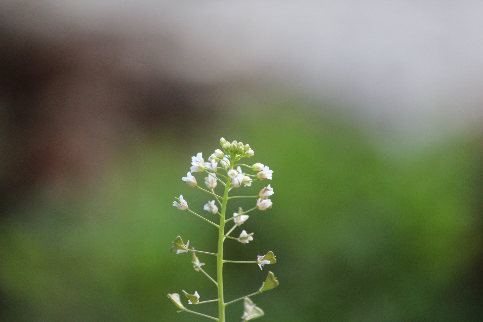 野芥菜开花图片