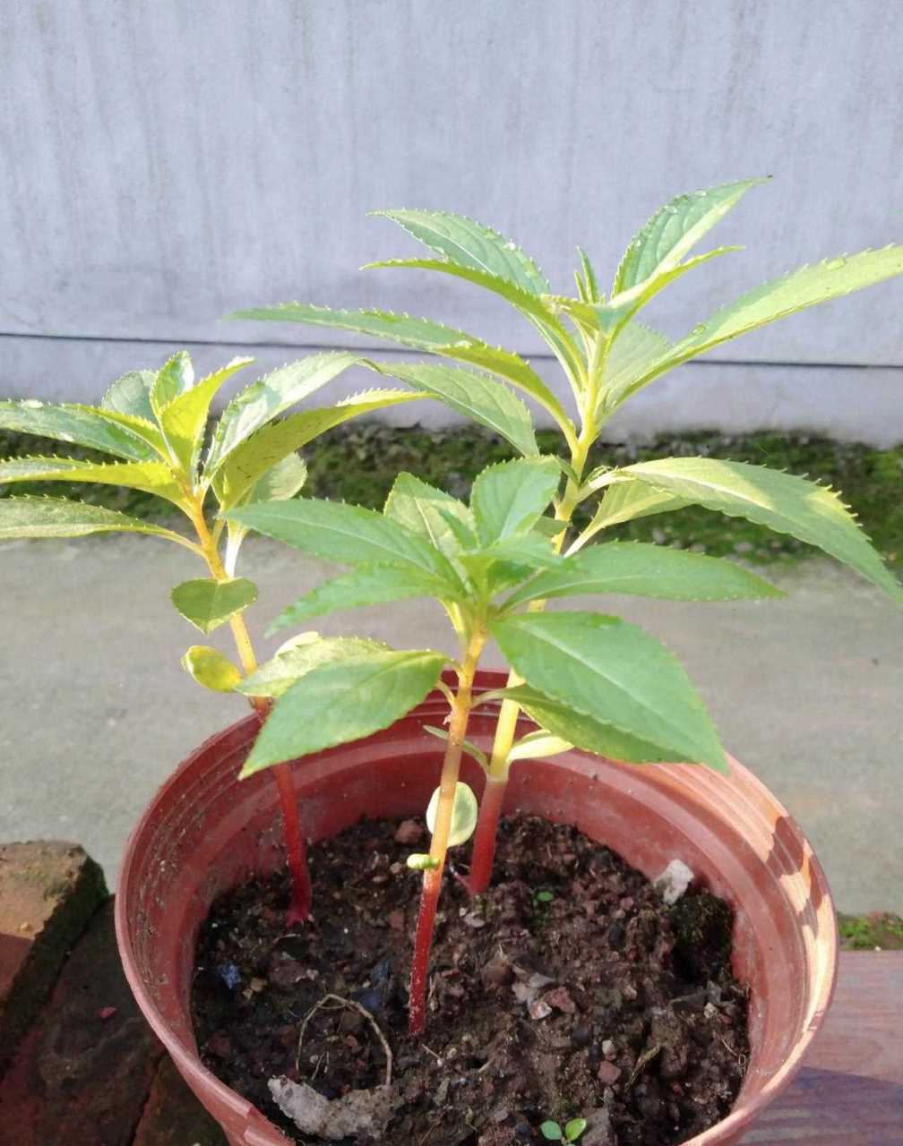 凤仙花的栽培方法(凤仙花的栽培方法是什么)