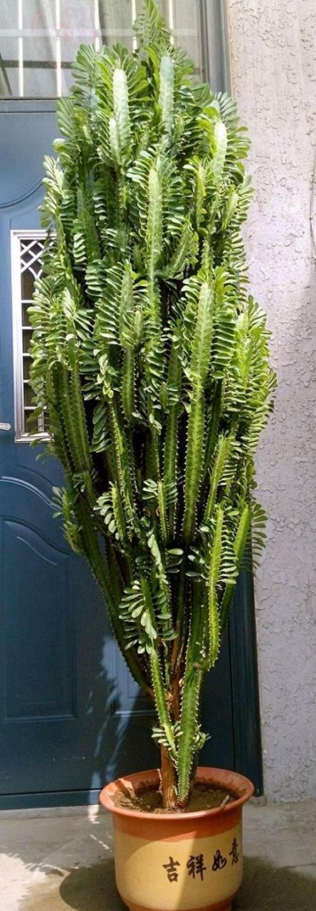 [樱花]龙骨是属于大戟科多年生多肉植物,又称彩云阁,三角霸王鞭,看着