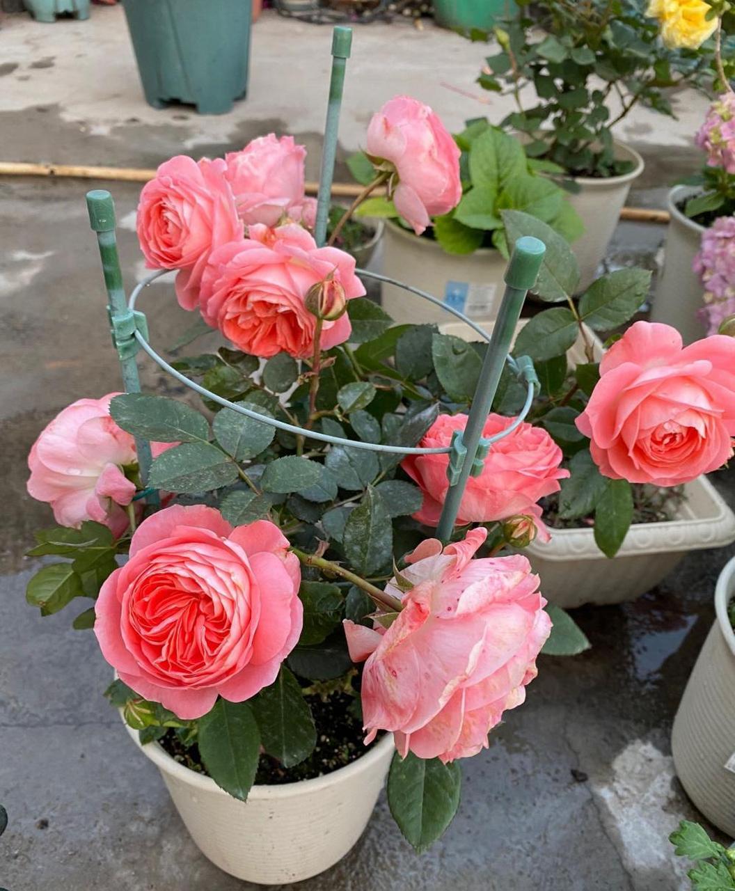 微型月季花"诺娃"——优秀的阳台盆栽花卉,高只有30~40cm,株型低矮