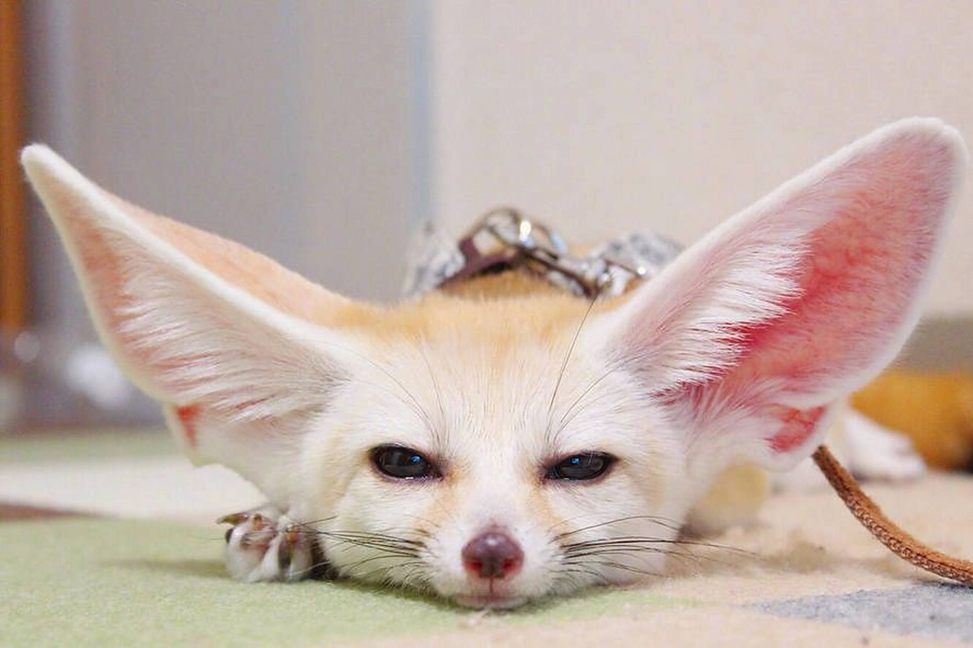 疯狂动物城芬尼克—耳廓狐 耳廓狐(学名:vulpeszerda) 在《疯狂动物城