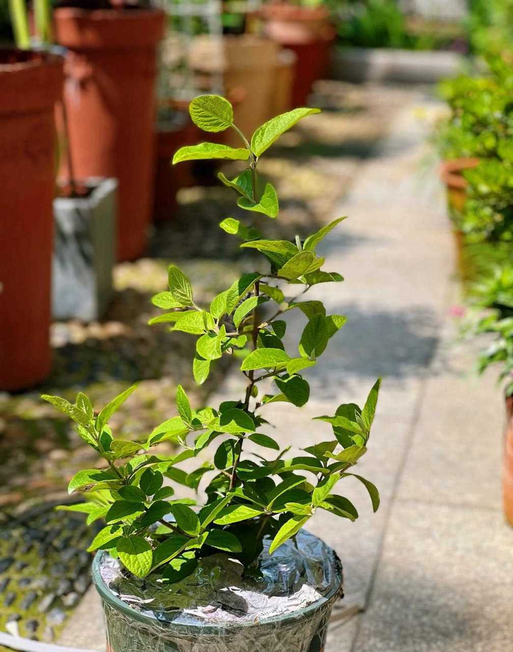 108元两加仑的中华木绣球