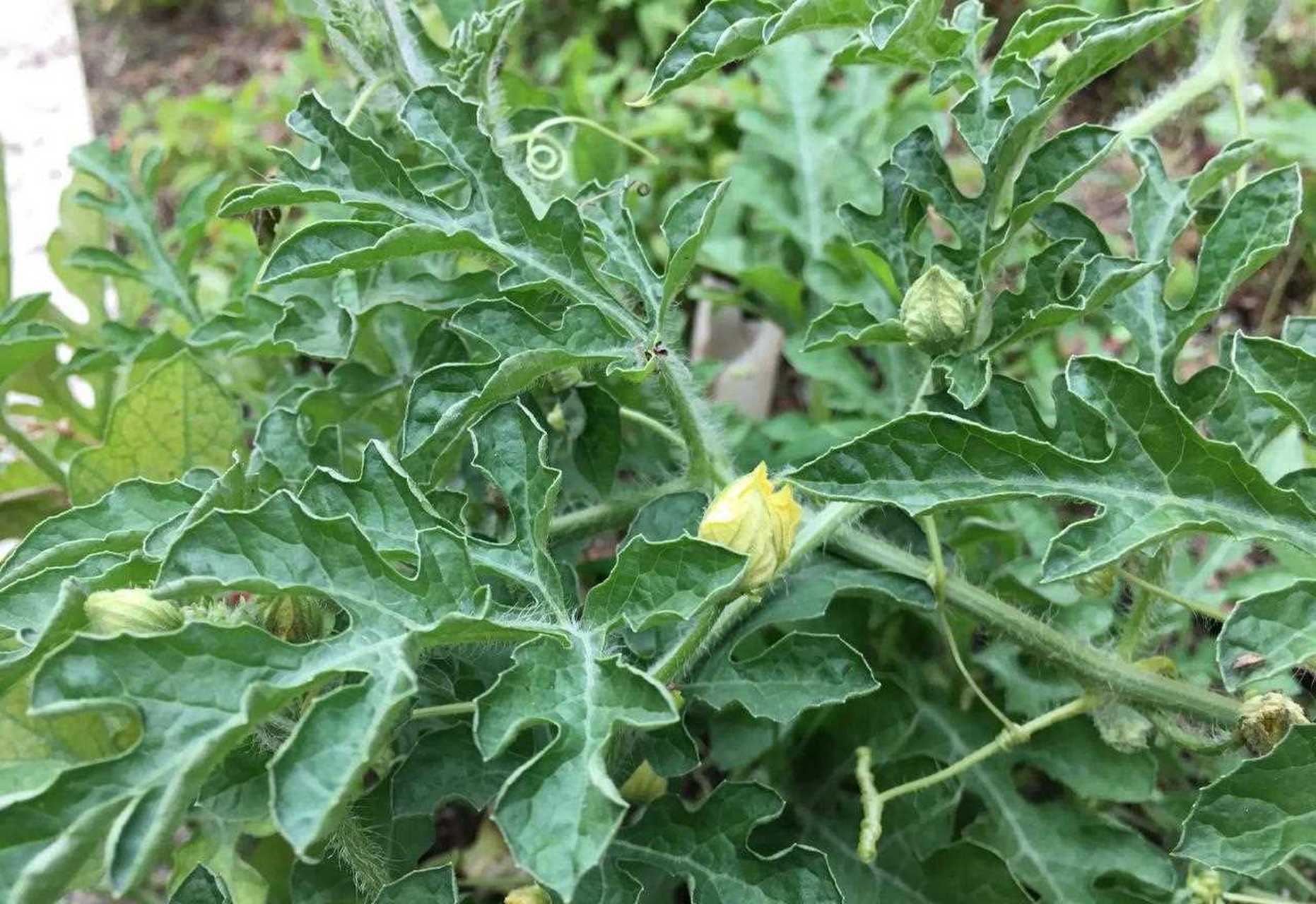 今天路边花坛瞅到一丛开花的瓜苗,疑似西瓜啊,有谁认识的不,不知道能