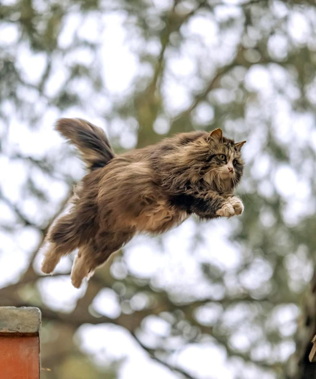 飞猫在五月得到了好运转运.