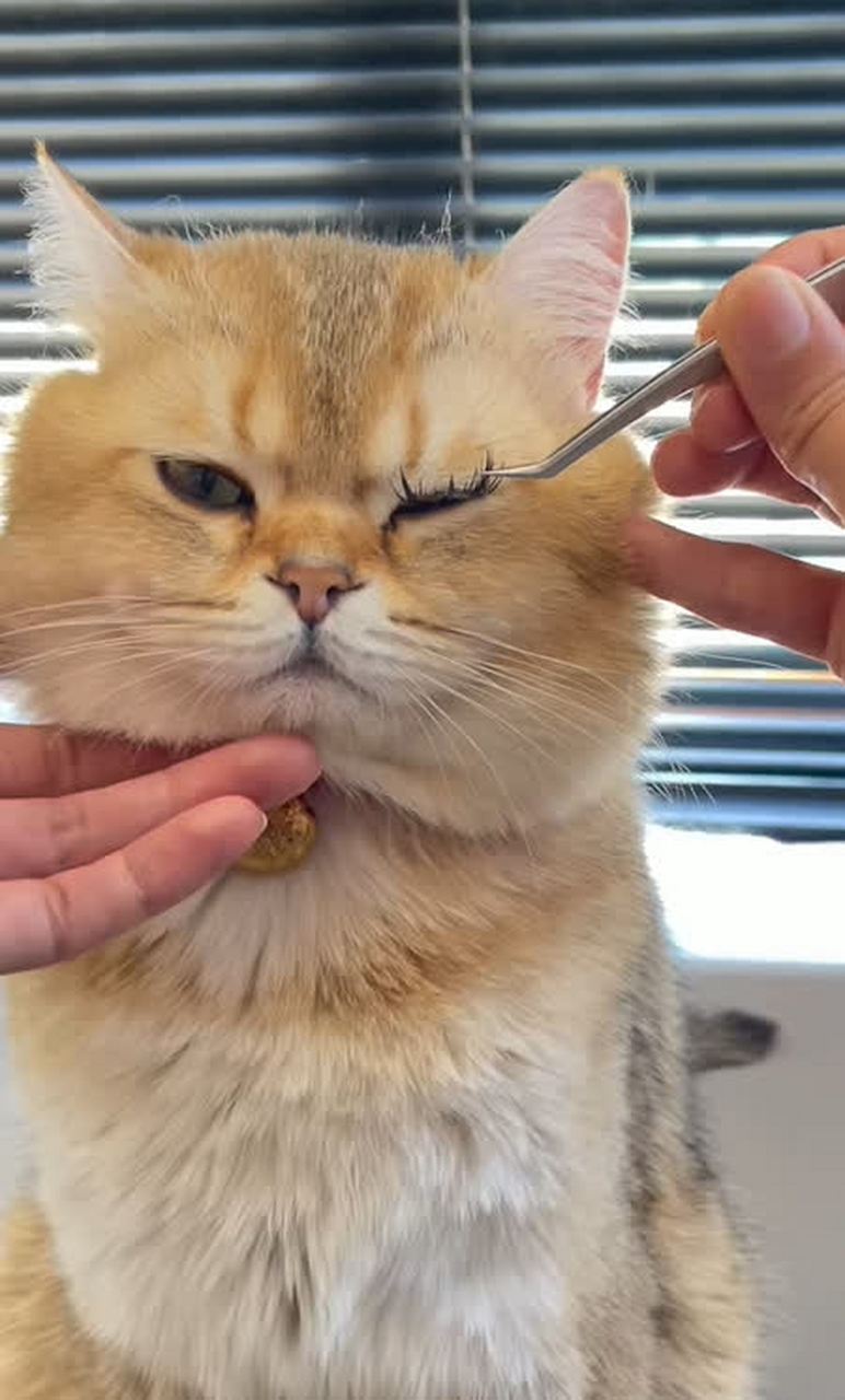 给猫贴上假睫毛真的很漂亮[开心]