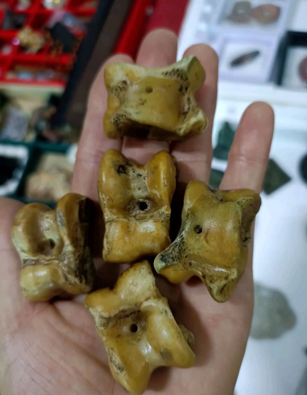 你还记得小时候爱玩的羊骨头吗?[坏笑]