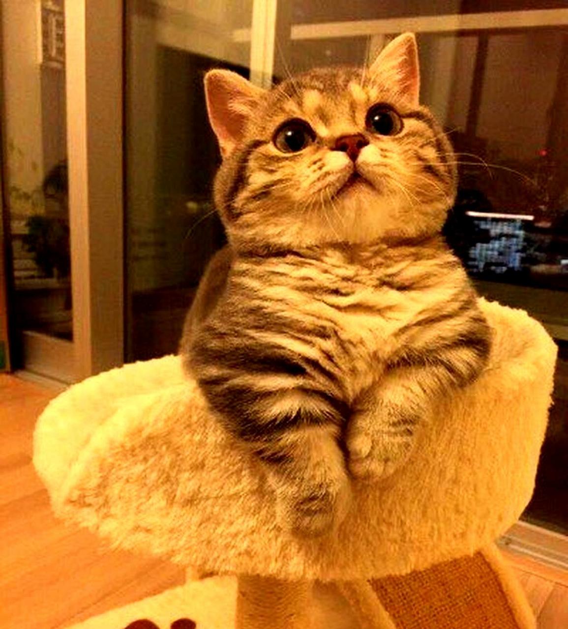 这只短腿小动物的眼神充满了渴望和期待,实在是太可爱了!