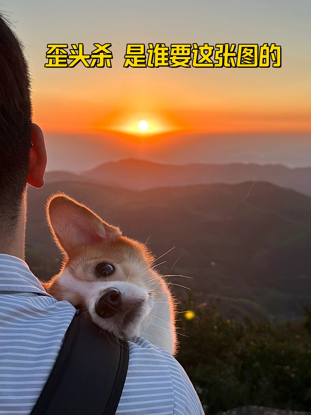 歪头杀 是谁要这张图的  歪头杀 这个可爱的动作,是谁在寻找这张图呢?