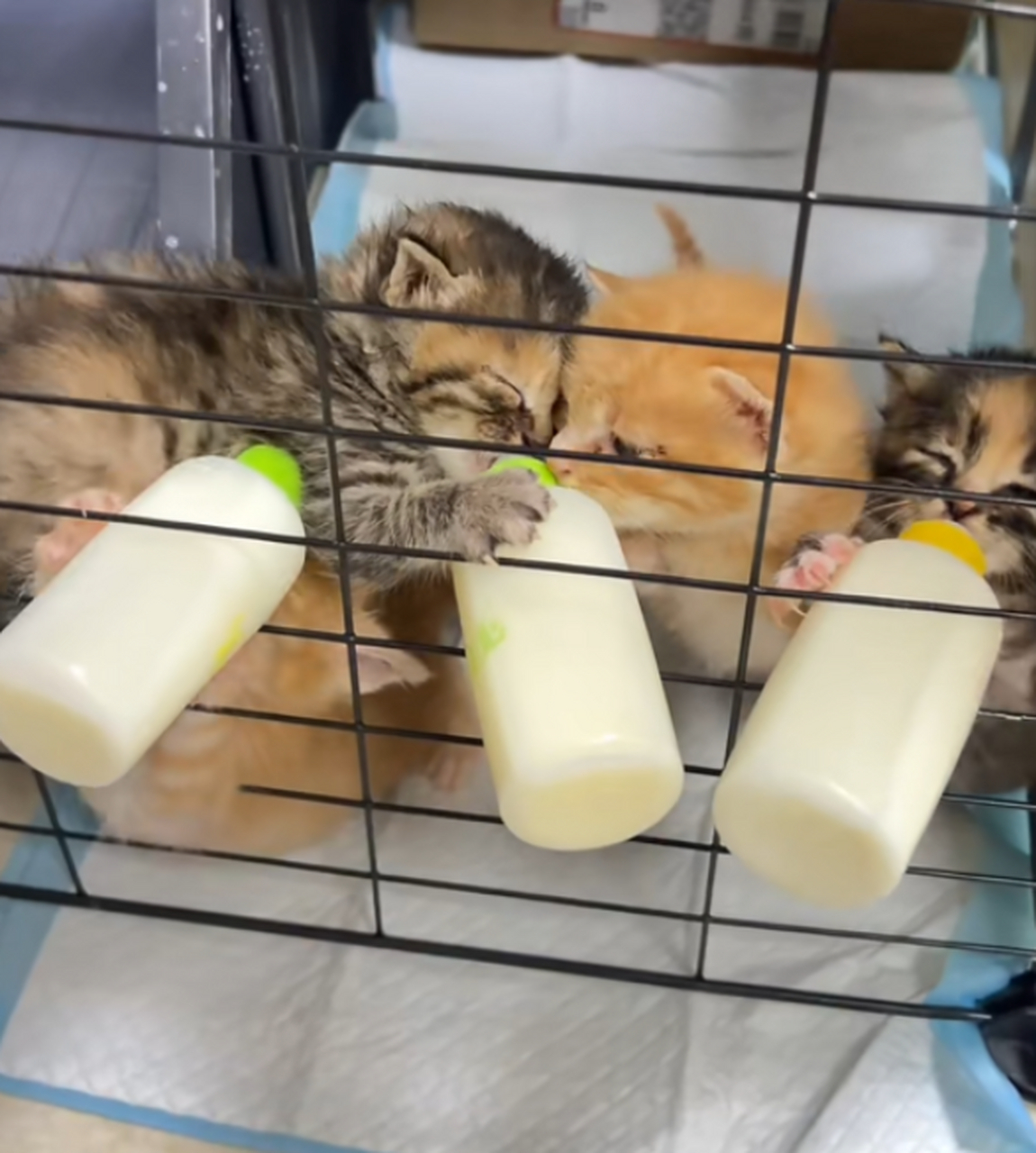 小奶猫们喝奶,真的好可爱!