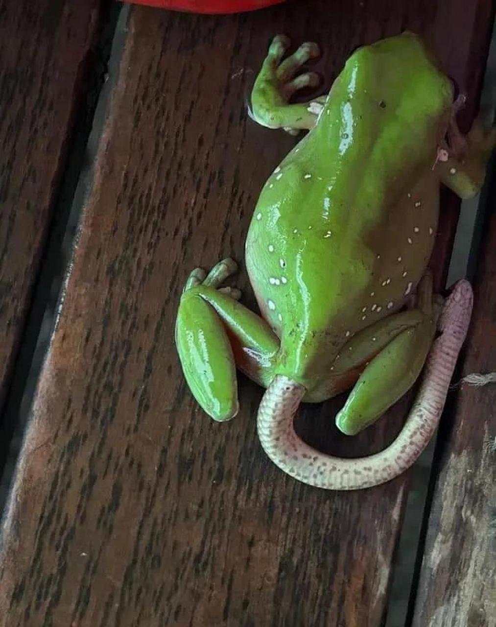 树蛙又吃了一条蛇[泪奔]