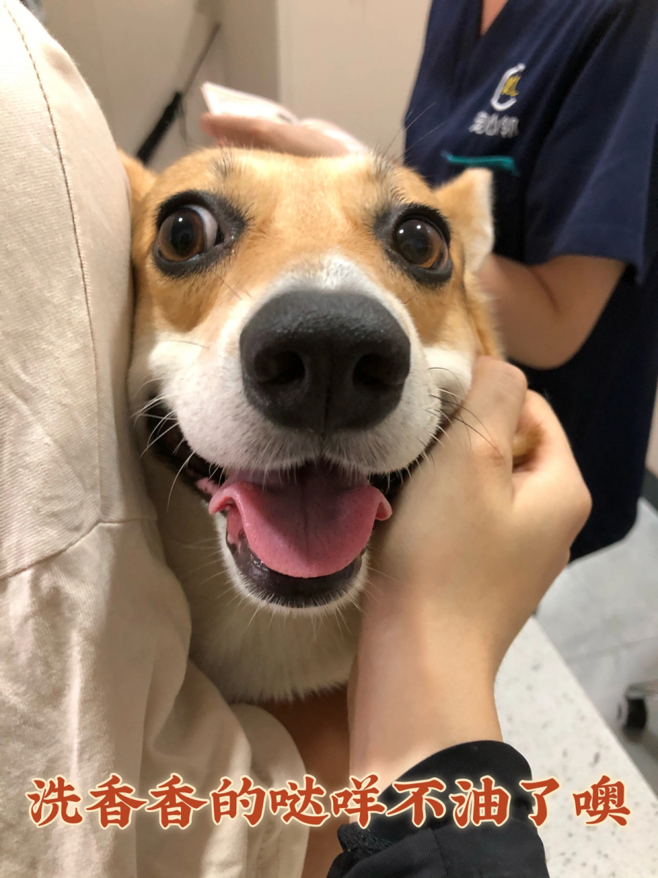 宠物的必备去油好物haemurry 对于宠物不友好的地方是体味变大了 皮肤