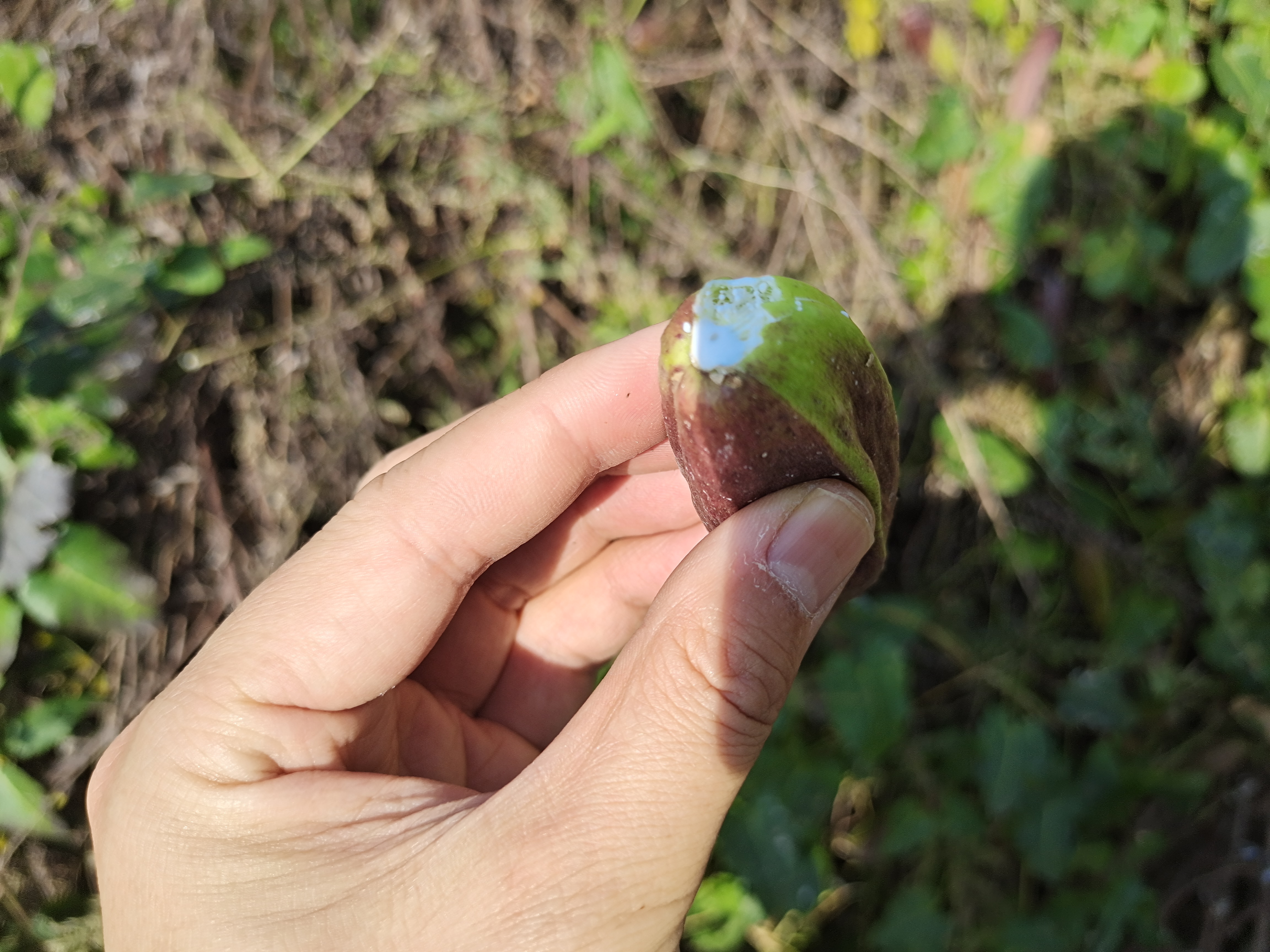 路边的一种野生小瓜,跟我们小时候吃的一种野生植物挺像的