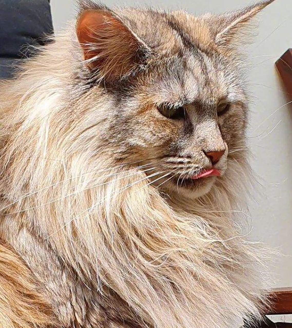 朋友家养的缅因猫,长得超像狮子,看着就很有气势!