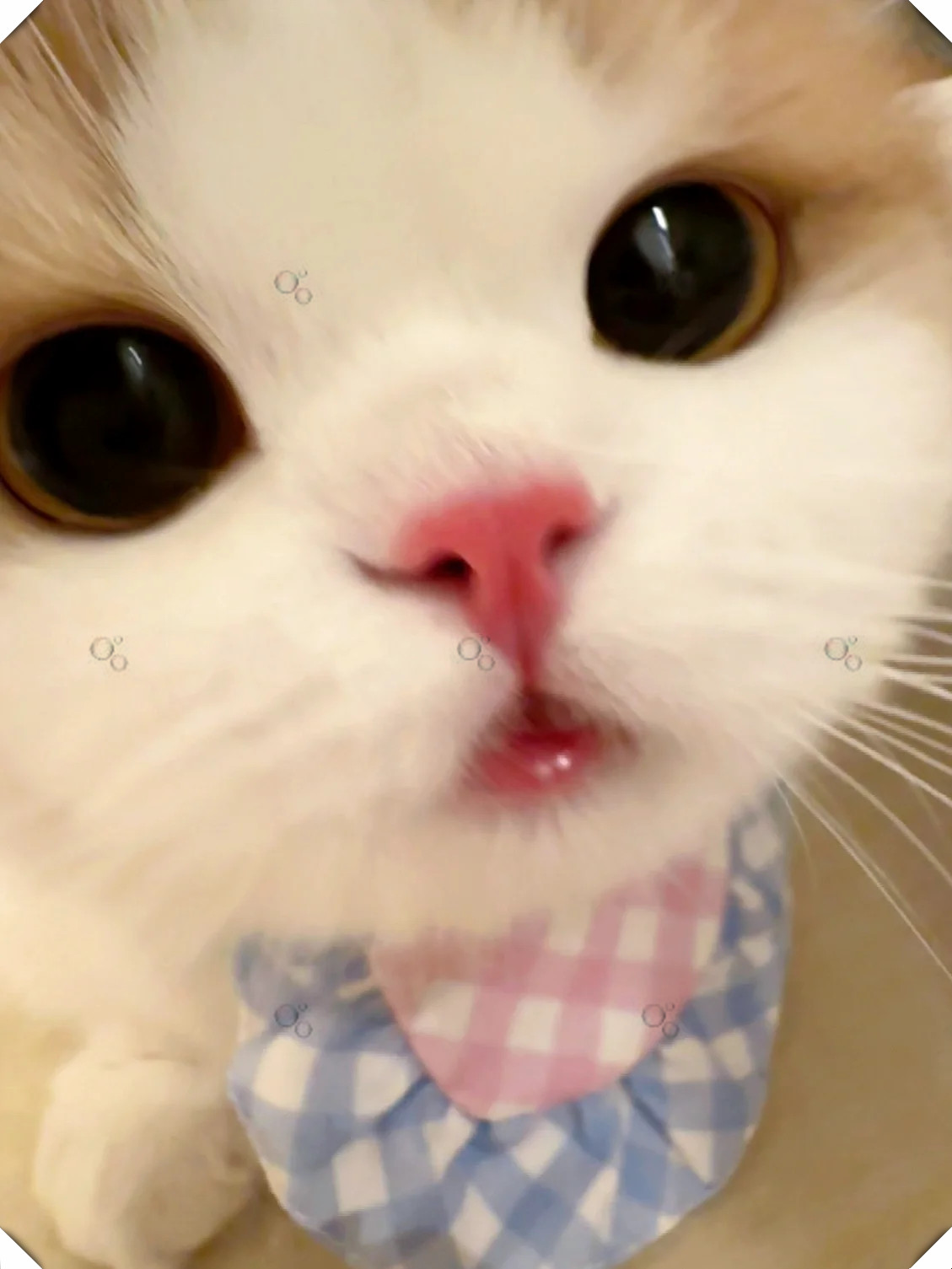 就喜欢看起来呆呆的小猫,它们的眼神清澈又无辜