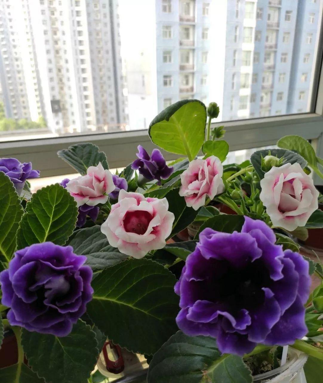 大岩桐一种草本植物,叶片大,花朵大 重瓣的大岩桐,花瓣层层叠叠 可以