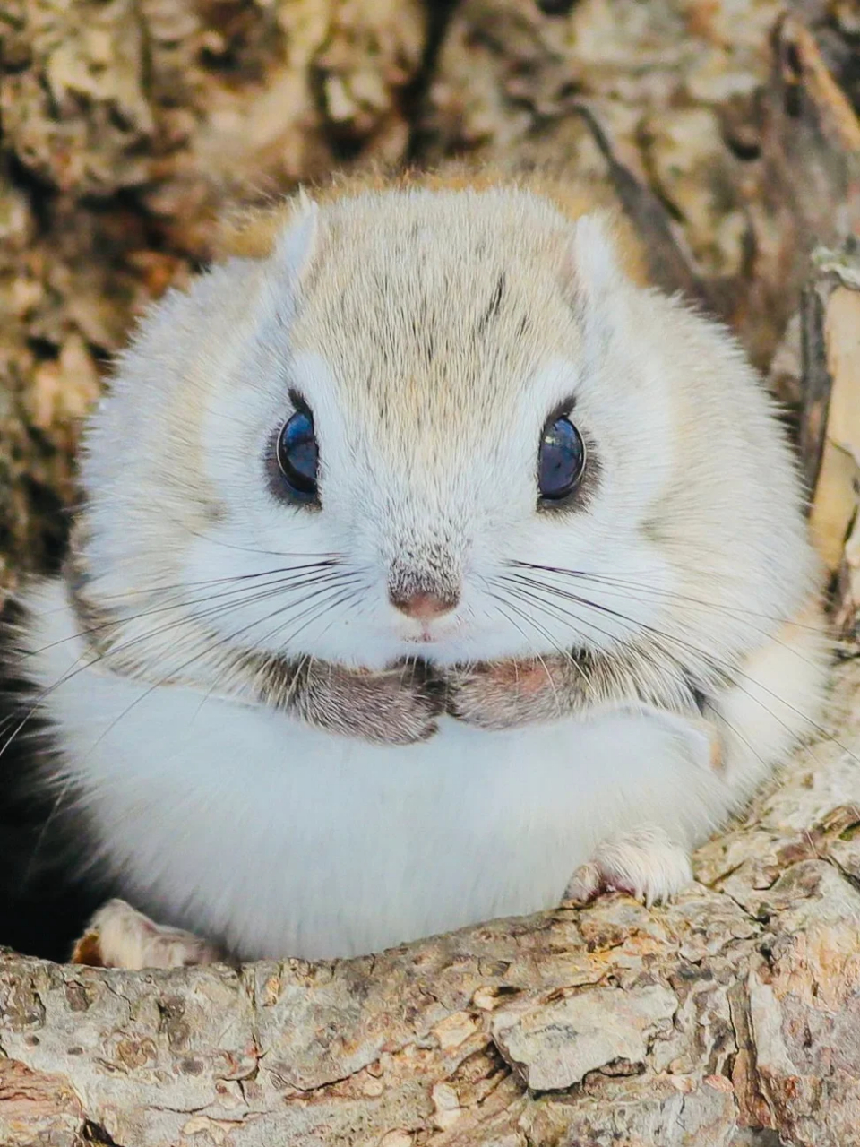 8215名称:西伯利亚鼯鼠,俄罗斯飞鼠 	 8215英文名:flying