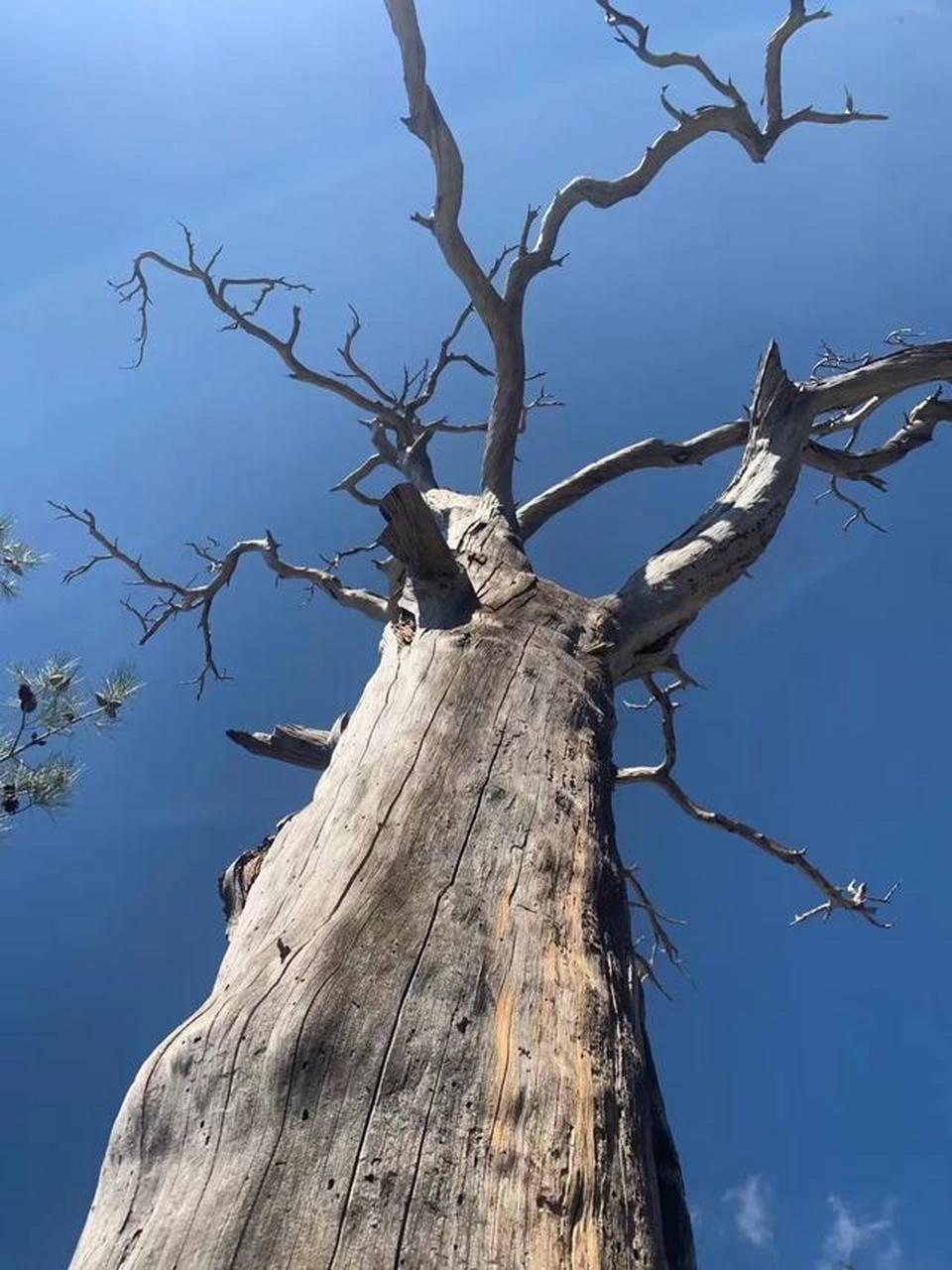 一棵自成风景的枯树.