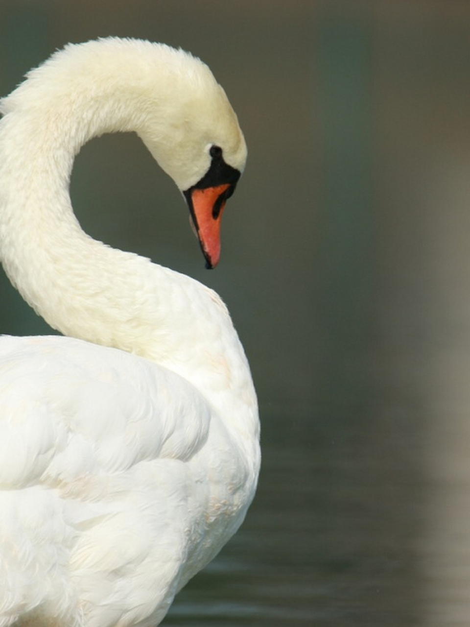 每天陪孩子一起瞧动物(day34)  🍎名称:天鹅 🍎分类:动物界,脊索