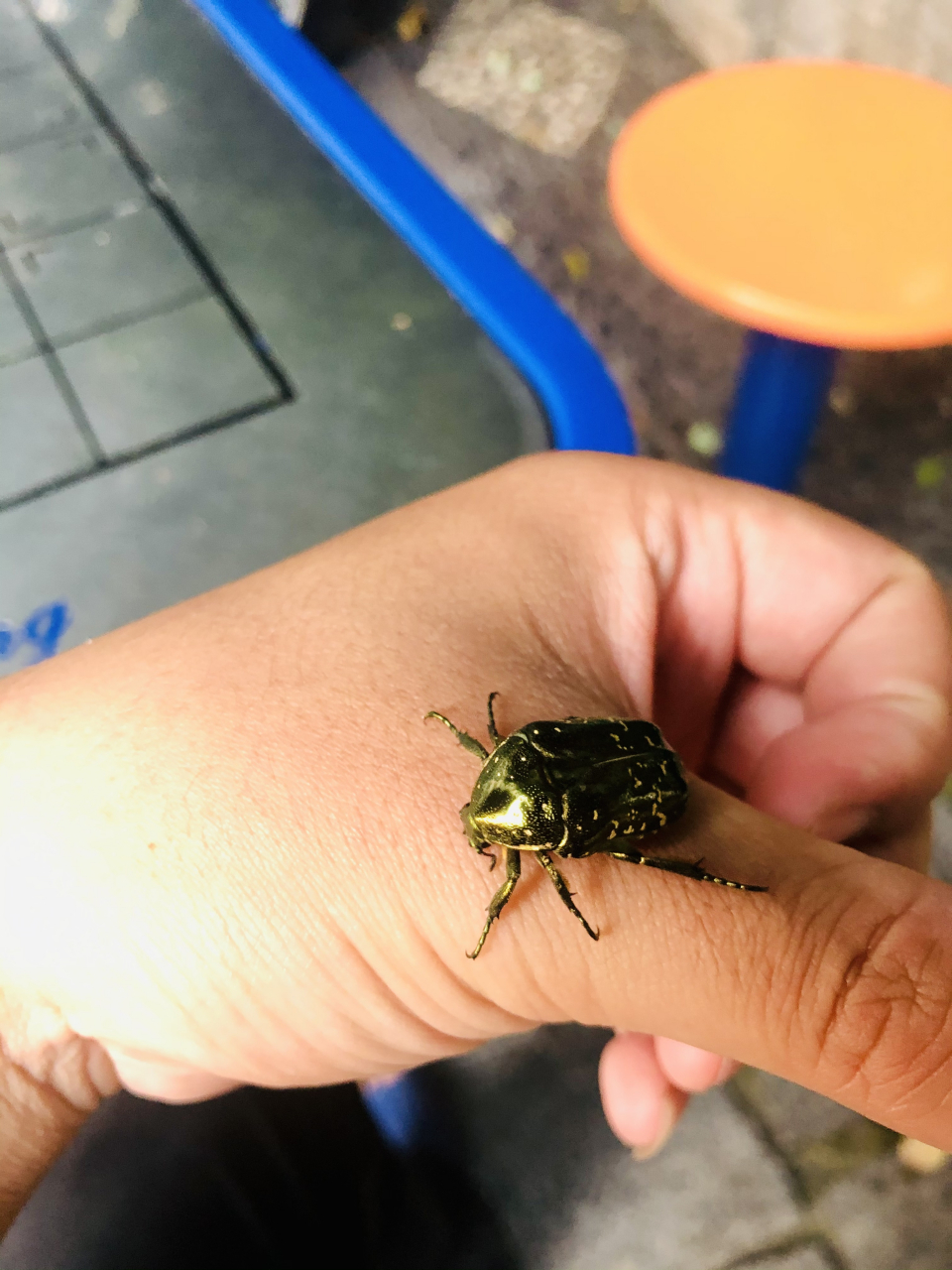 东方星花金龟,原来也叫凸花金龟,也就是我们常说的金龟子!