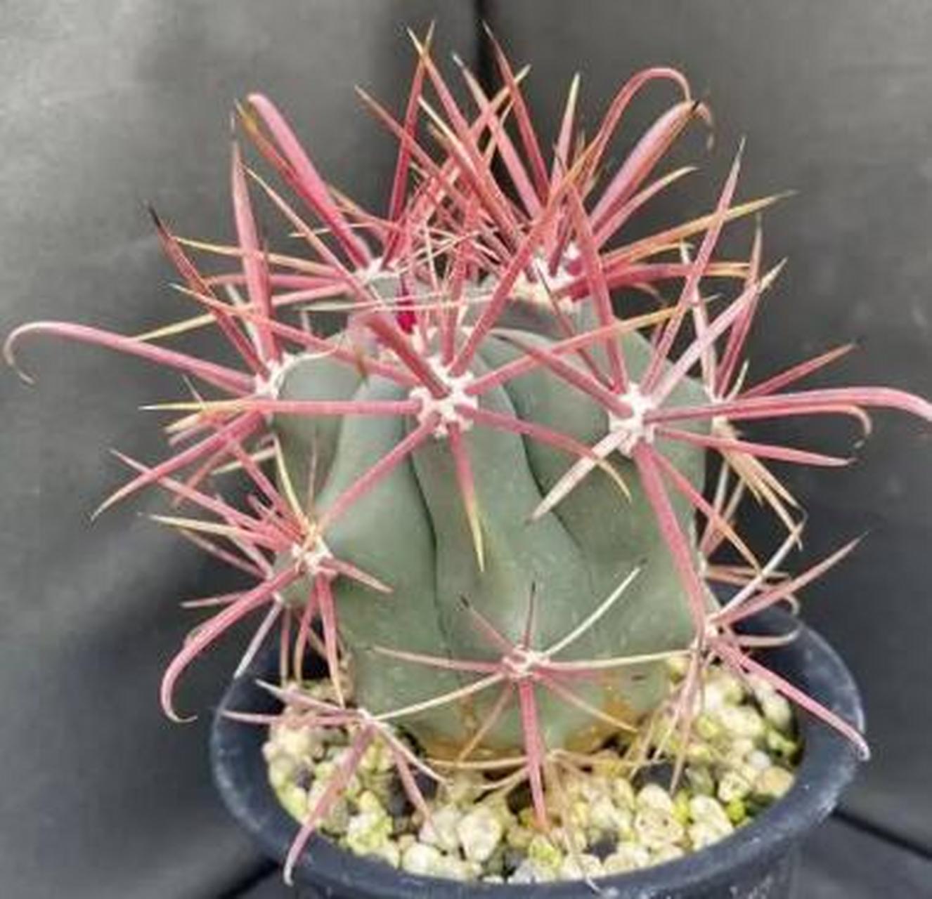 神仙玉是"奇葩"的仙人球,虽说神仙玉也带刺,但不同于其他仙人球的白色