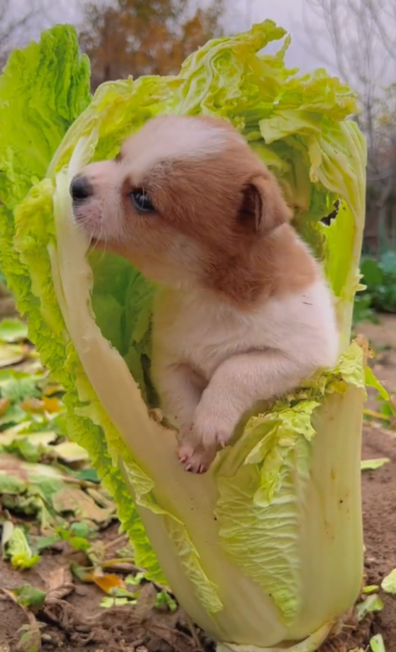 小奶狗居然再吃白菜.
