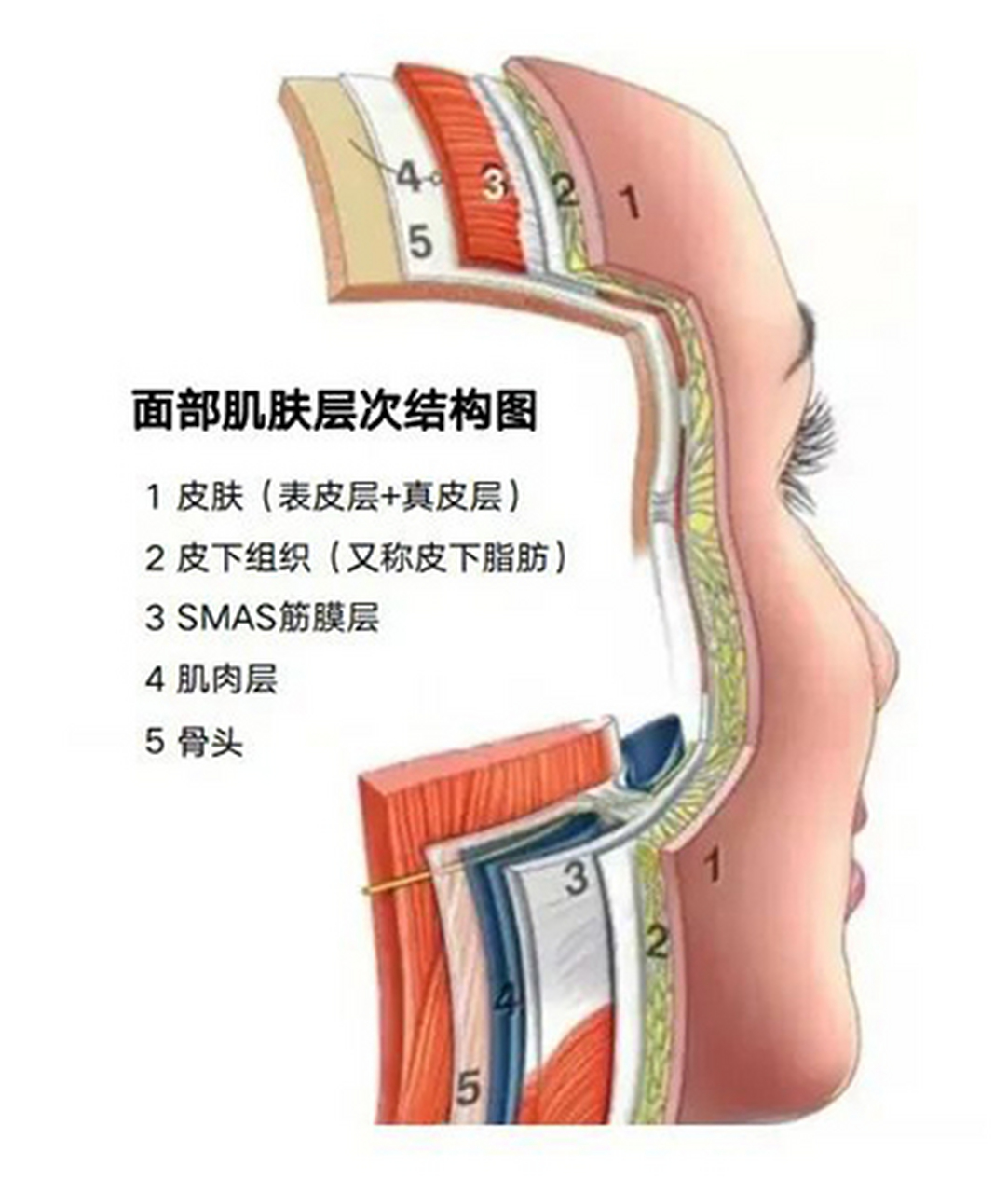 面部筋膜结构图图片