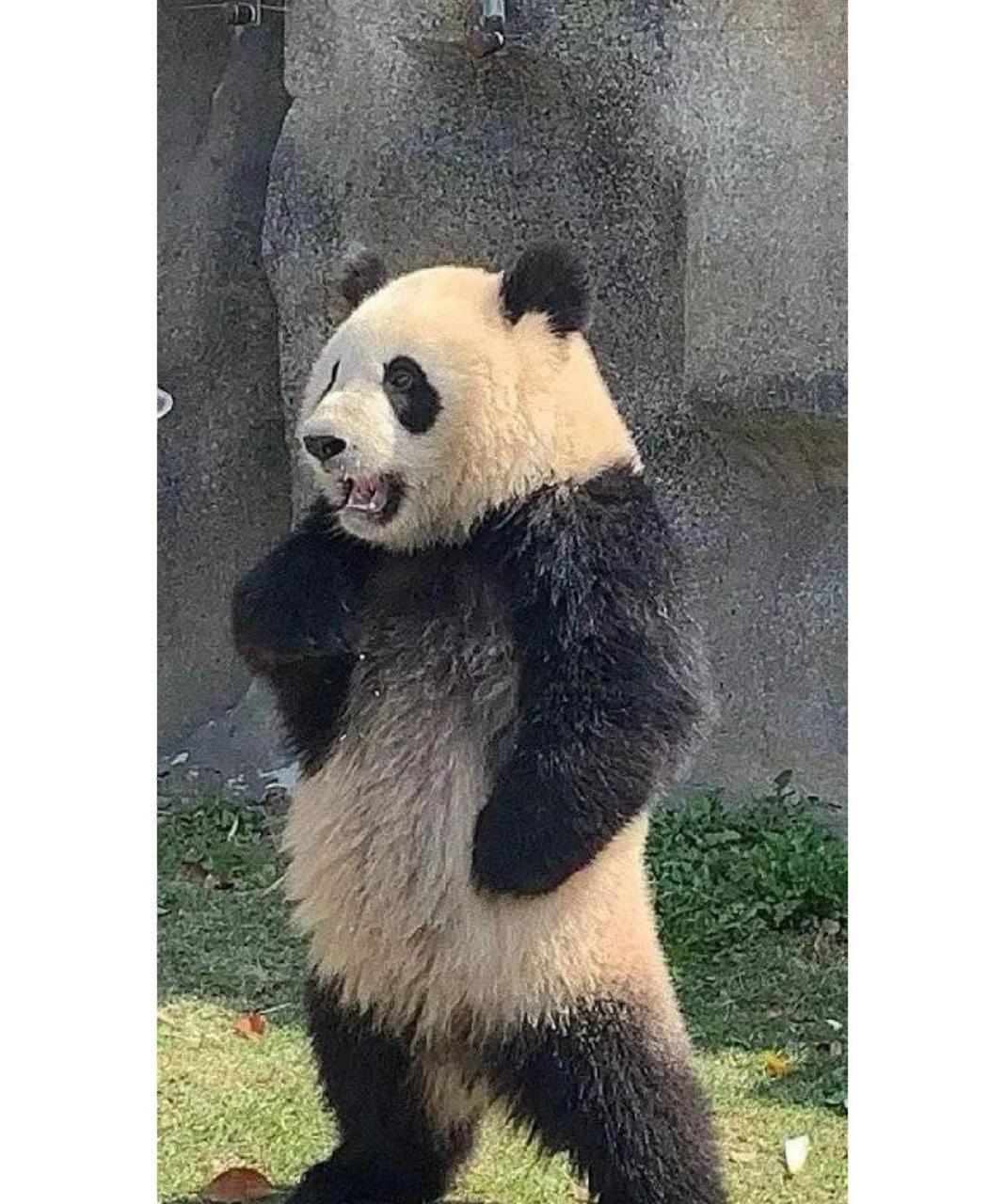 网友:可把我牛逼坏了,叉会腰. #中国版chatgpt来了# #趣图搞笑