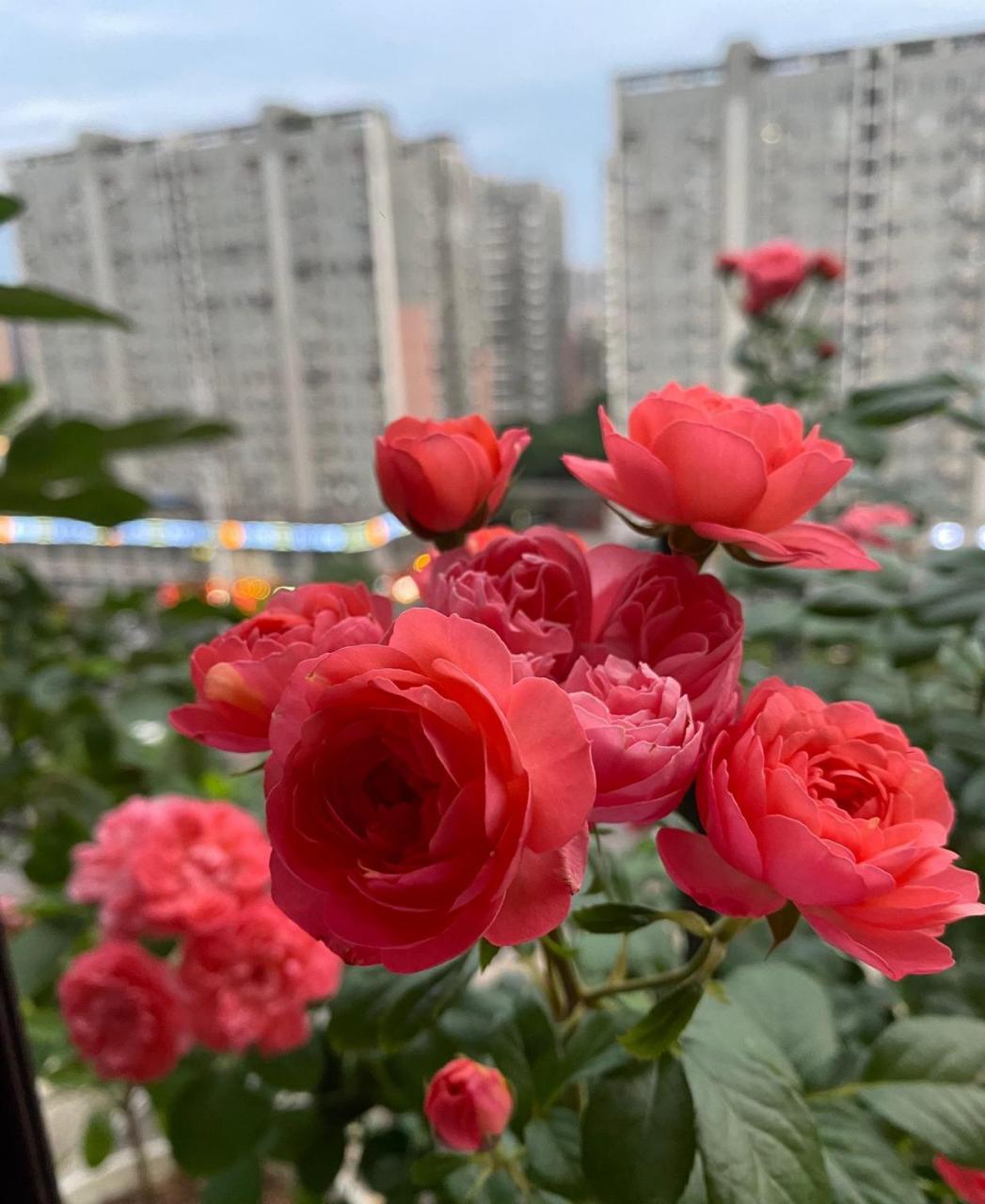 有种小型月季花,名字叫"香奈儿阳台,专门为阳台盆栽观赏而生,植株