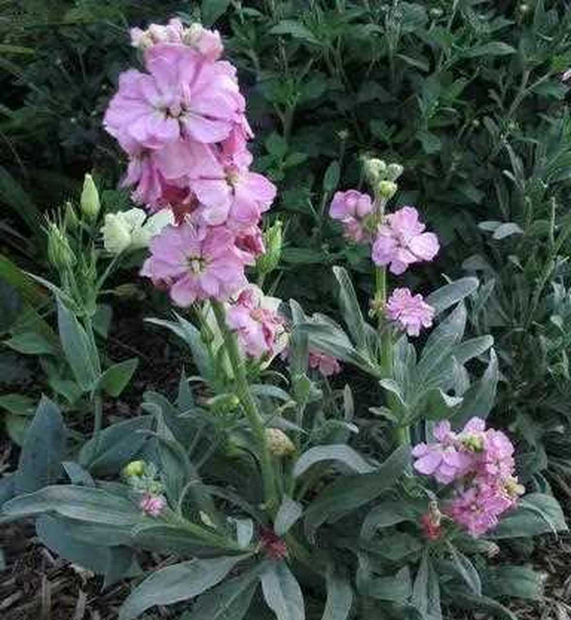 紫罗兰又叫草桂花,属于十字花科紫罗兰属 ,是一种12年生或者是多年生