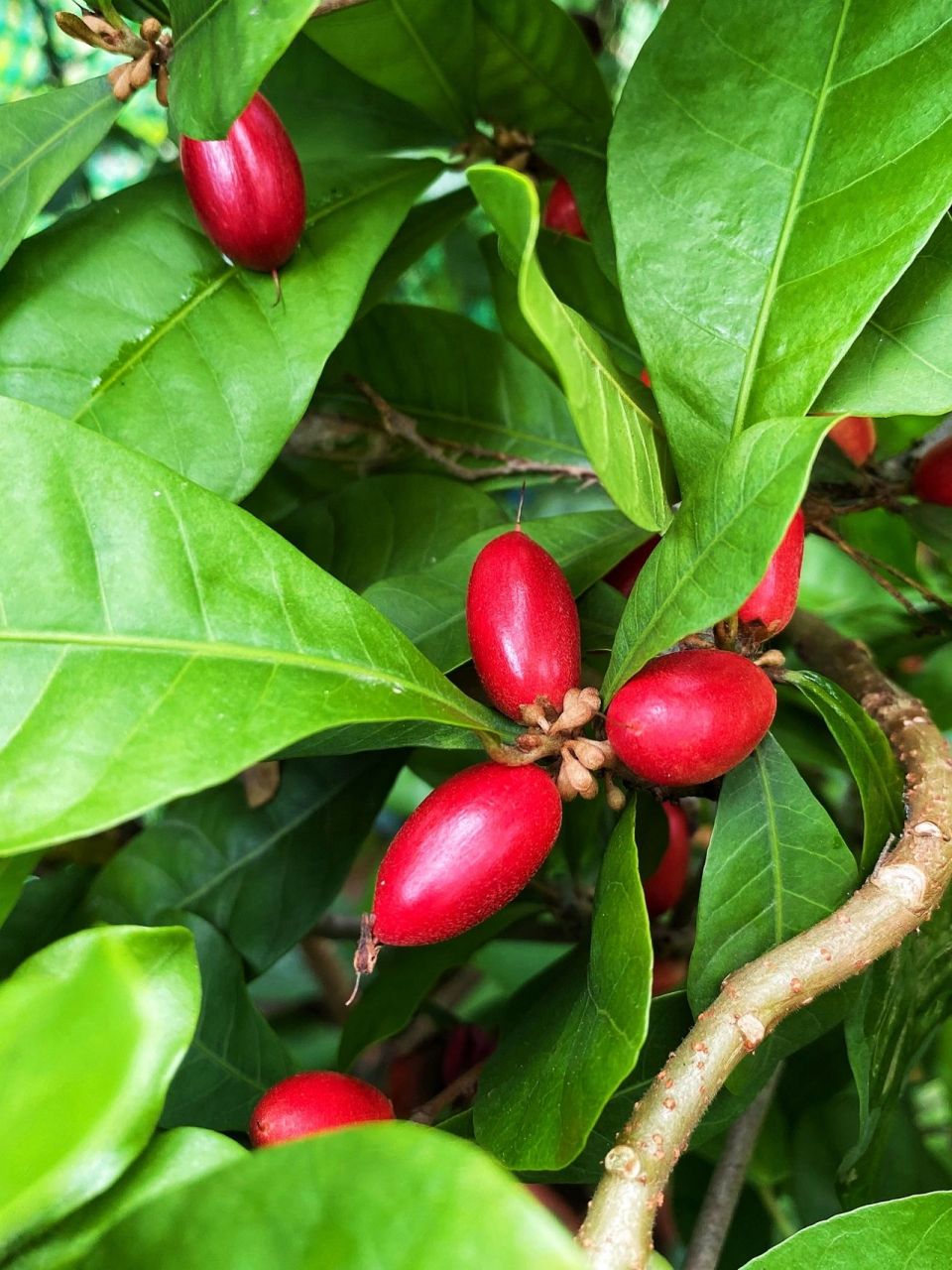 神秘果为什么叫神秘果71 神秘果是常绿阔叶灌木,它的果实酸甜可口