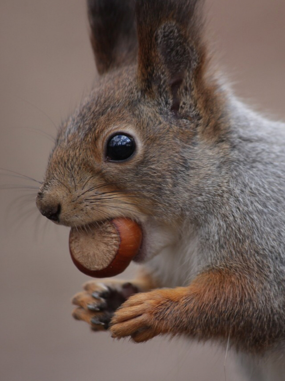 每天陪孩子一起瞧动物 名称:松鼠 别名:树鼠 分类:动物界,脊索动物门