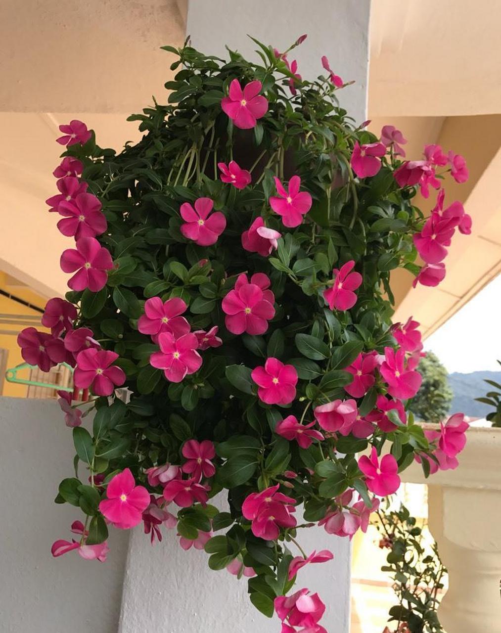 垂吊长春花,非常美丽的室内家养植物,植株紧凑,叶色绿油油的,四季常青