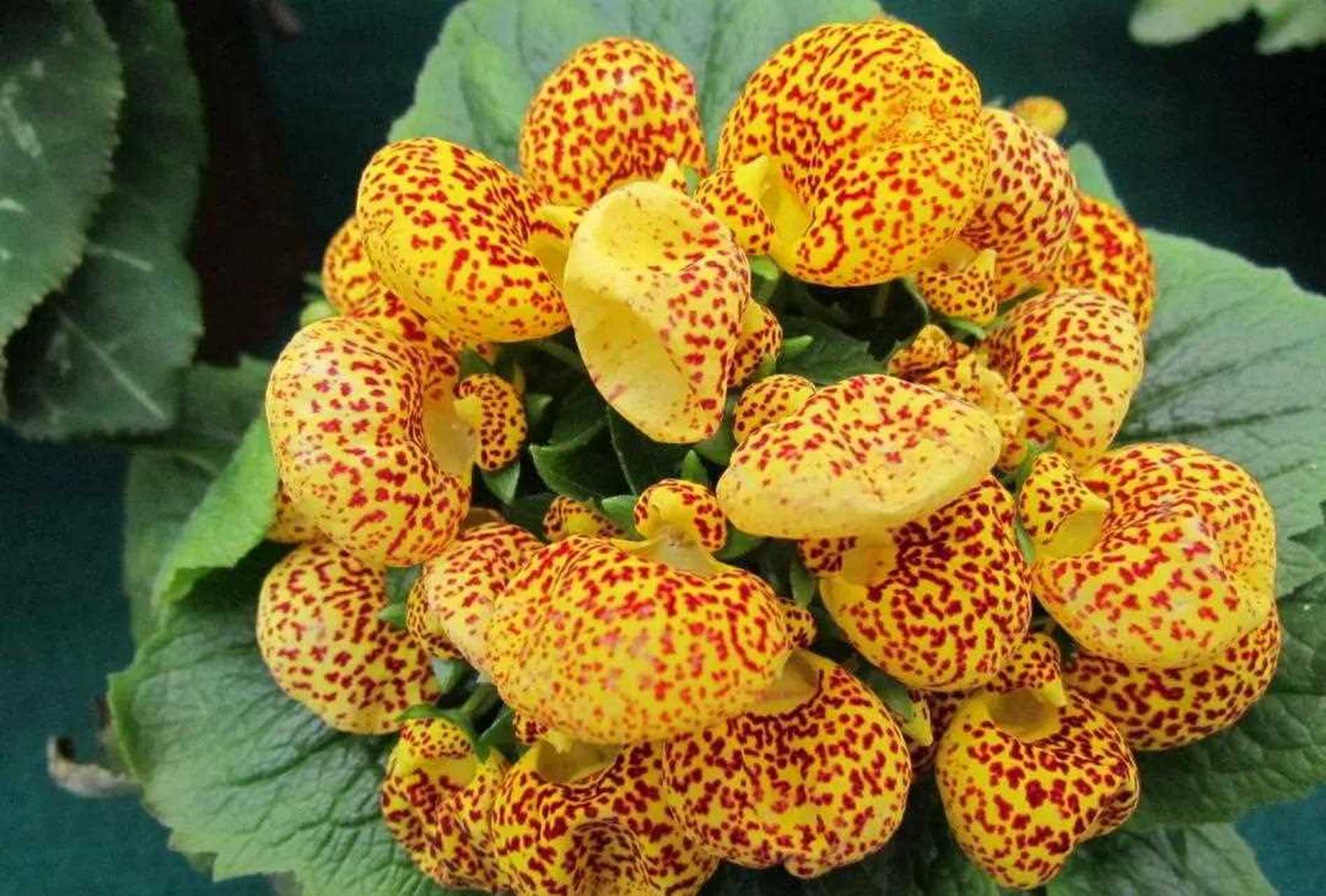 蒲包花又叫元宝花,因为花朵很像元宝,所以有招财进宝的美好寓意.