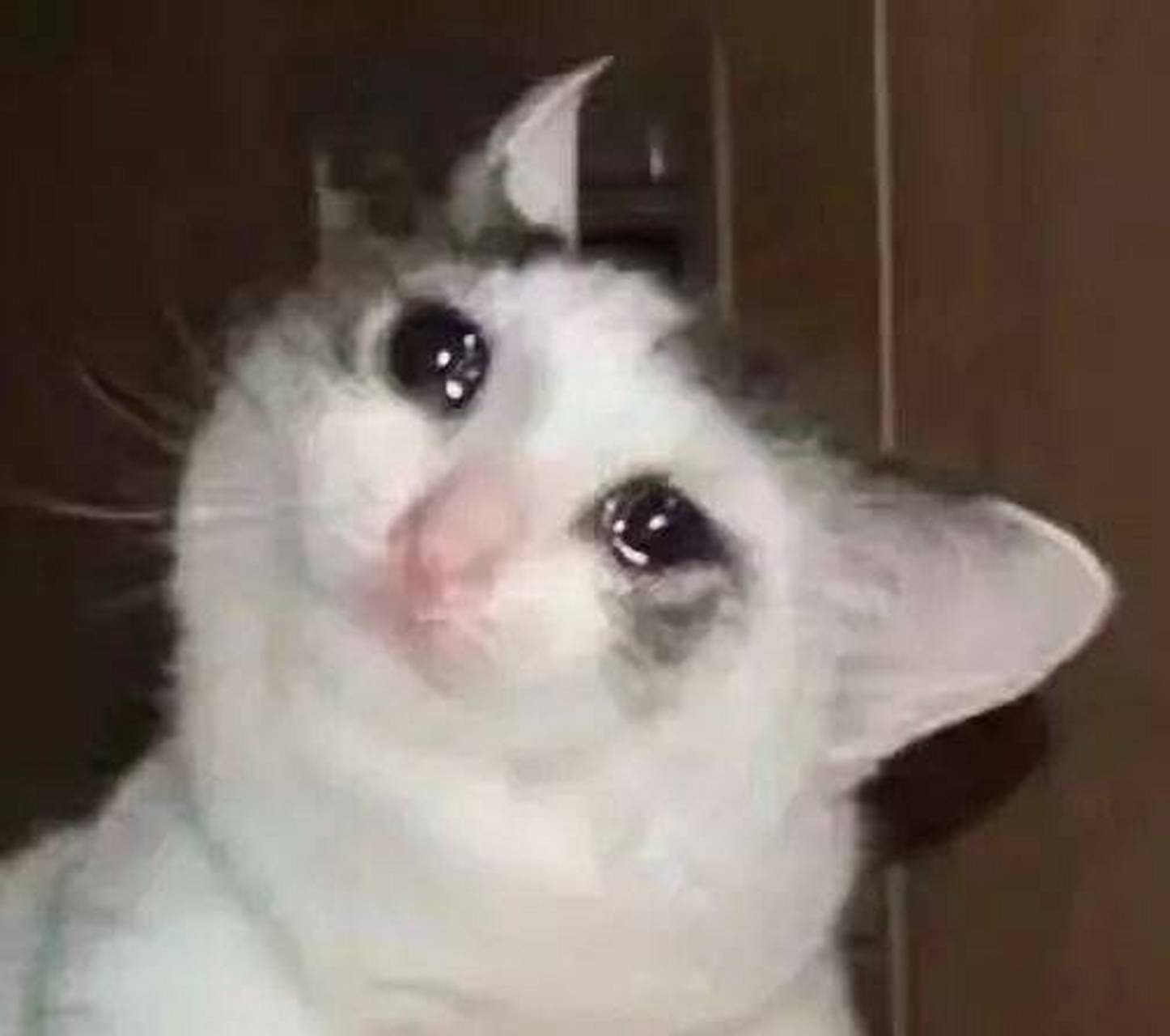 毛晓彤笑中带泪海报# 毛晓彤表情笑中带泪,网友:像哭泣猫猫头 2020