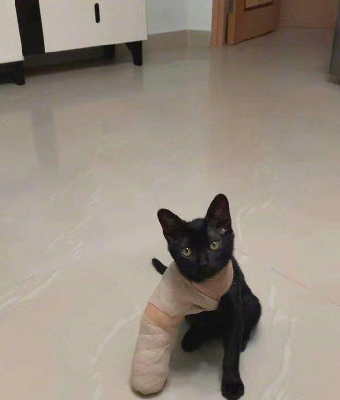 拄拐的喵星人,怎么这么搞笑. #趣图搞笑