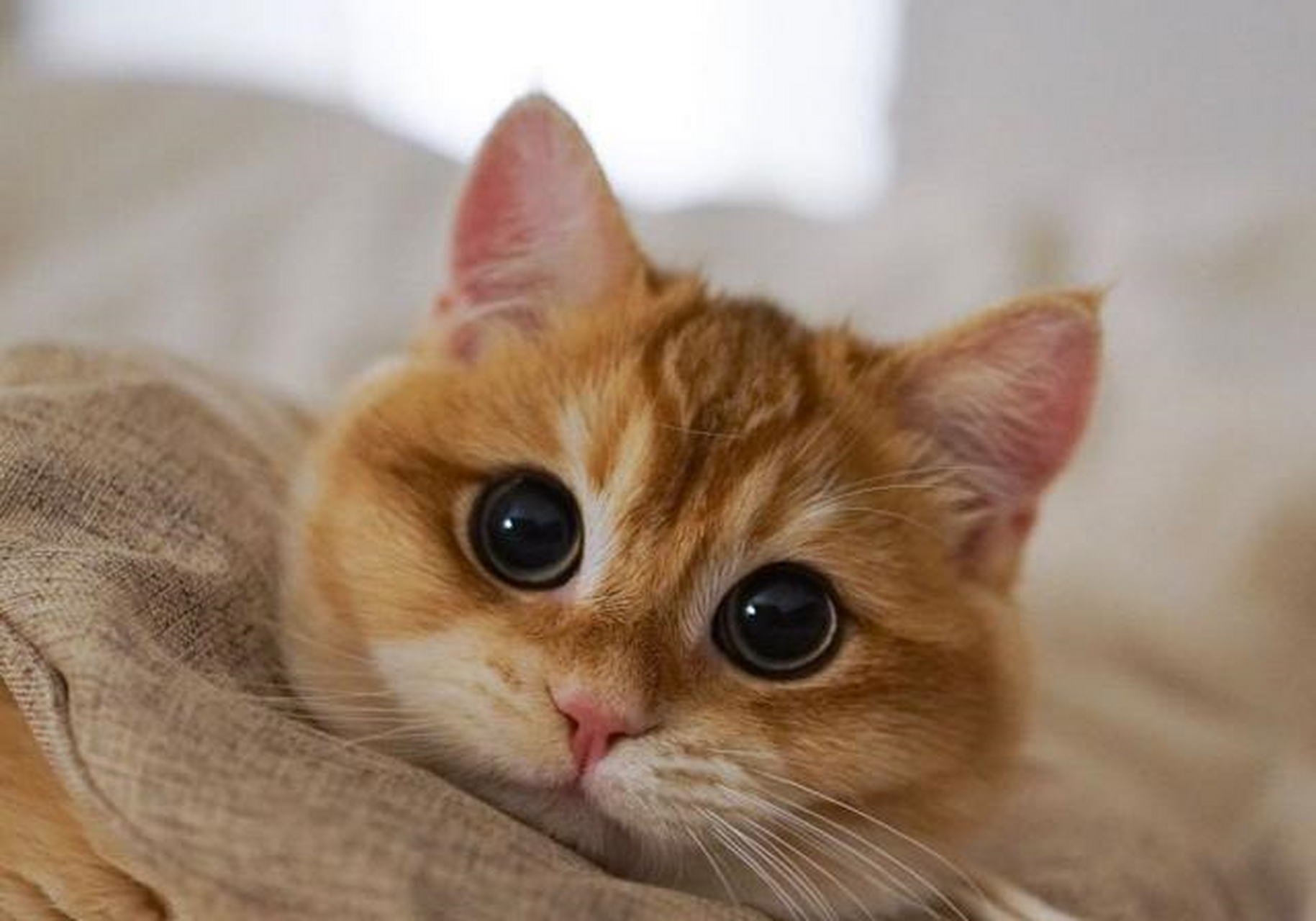 金色英国短毛猫 一团燃烧的小火球[?