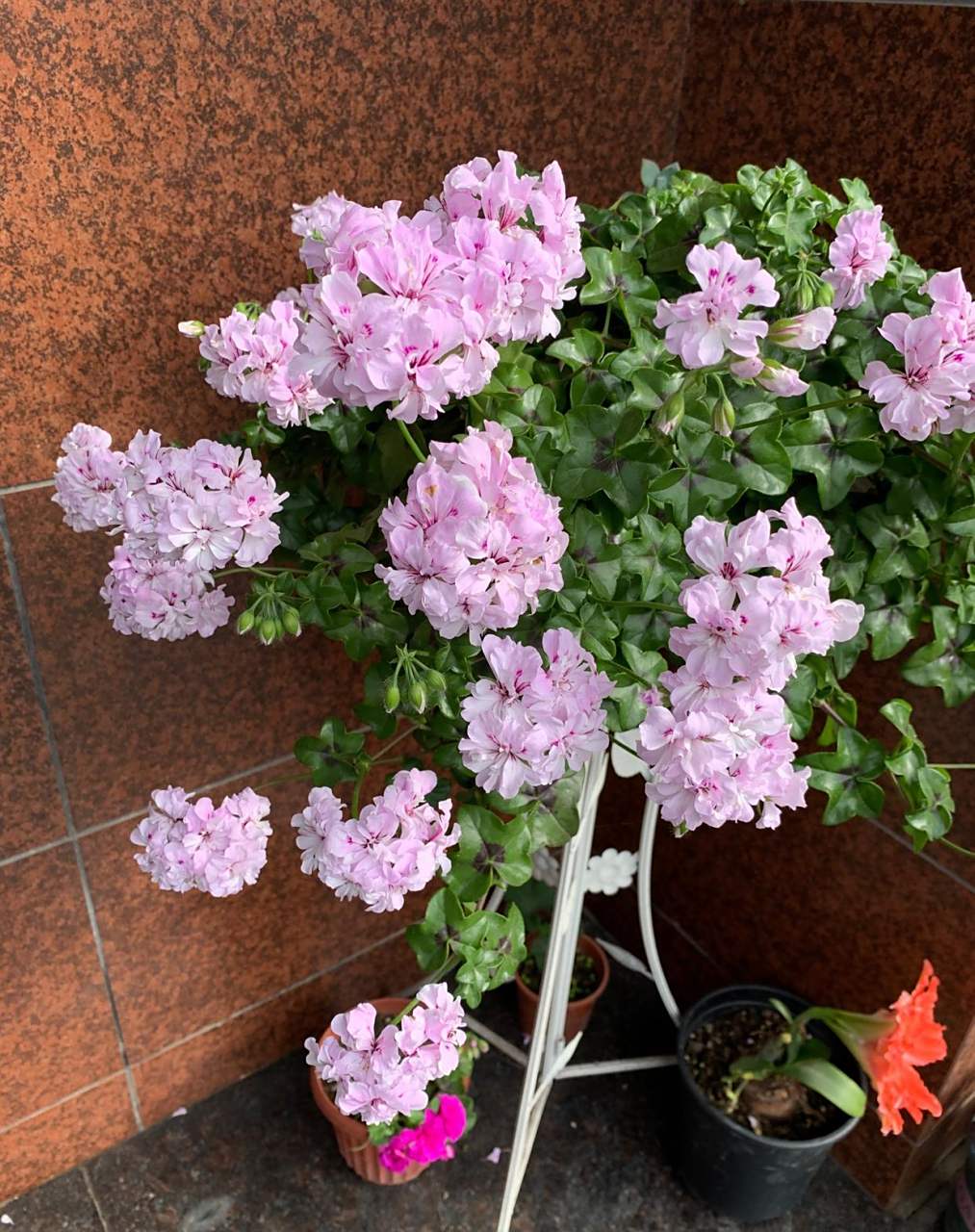 喜欢天竺葵的朋友,可以养一盆"吉普赛女郎",一款非常优秀的垂吊天竺葵