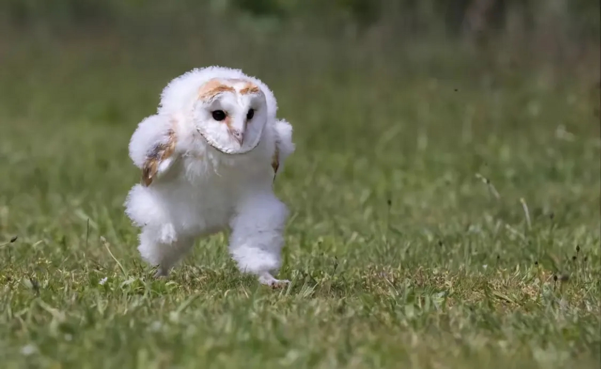 抓拍猫头鹰奔跑瞬间,这憨憨的样子也太搞笑了吧