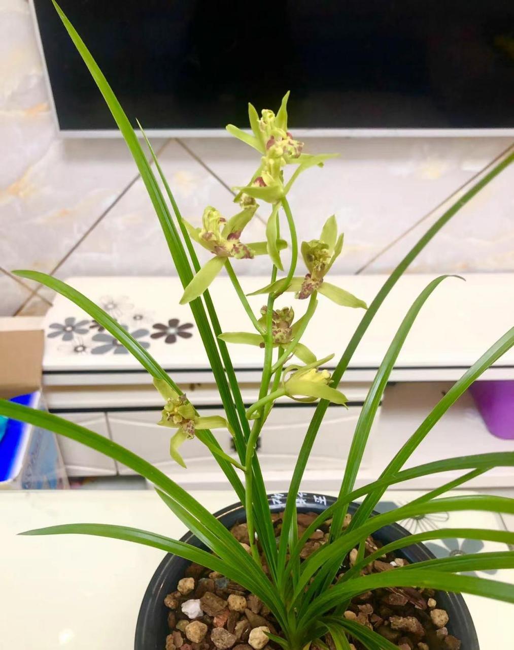 漂亮的蕙兰玉祥牡丹,香味浓郁!  #我的植物朋友#  #春日赏花季