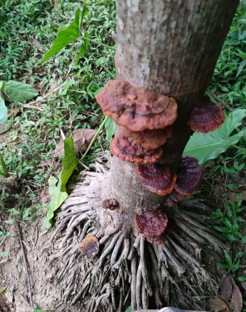 灵芝长在什么树上图片